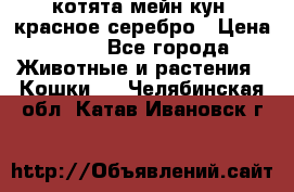 котята мейн кун, красное серебро › Цена ­ 30 - Все города Животные и растения » Кошки   . Челябинская обл.,Катав-Ивановск г.